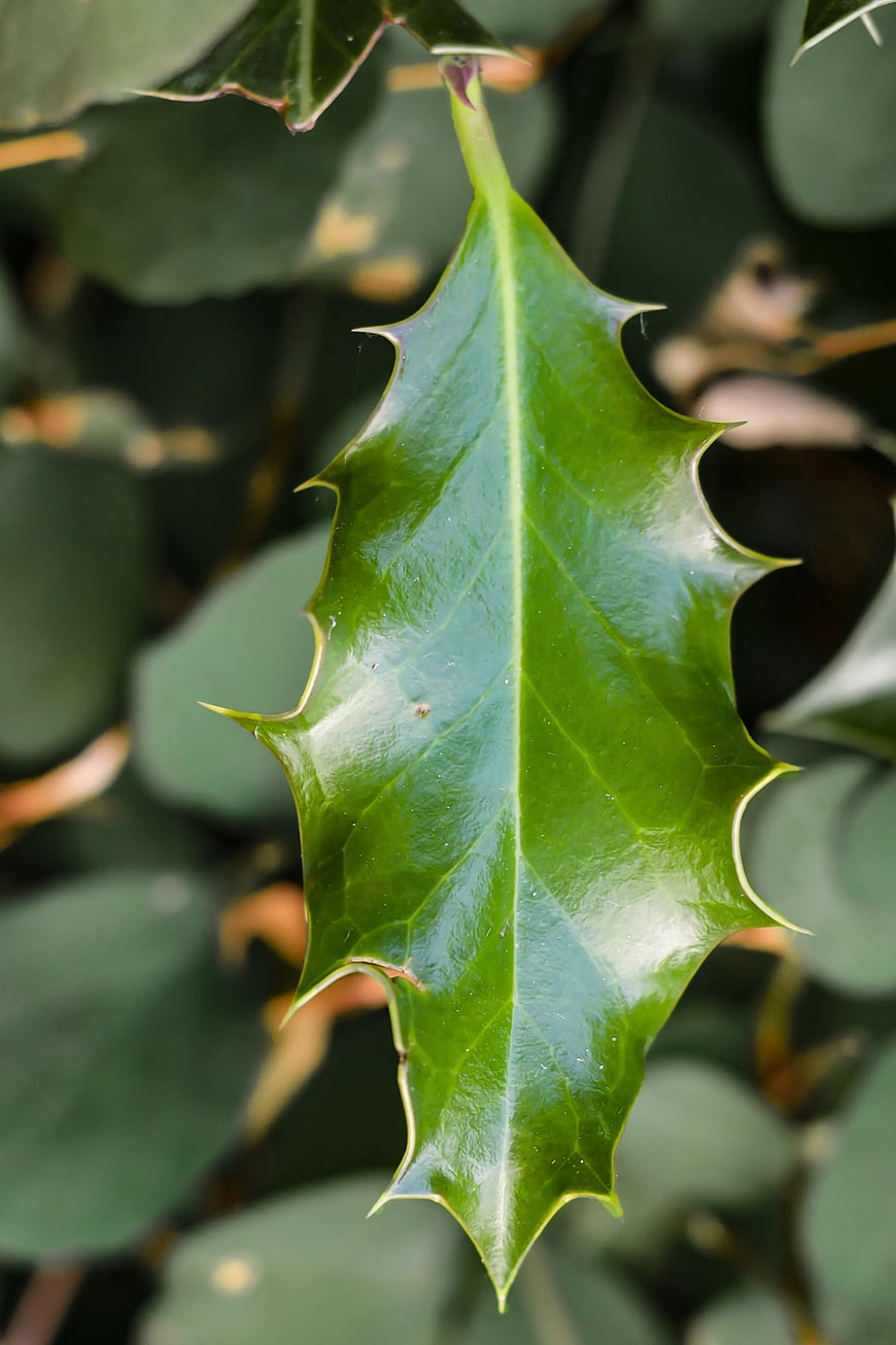 Close-up of glossy green holly leaf with sharp spines