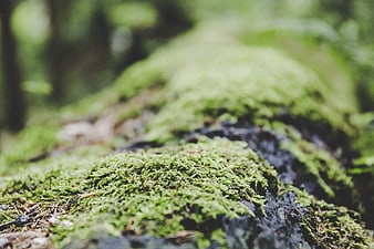 Close-up of vibrant green moss on a forest log