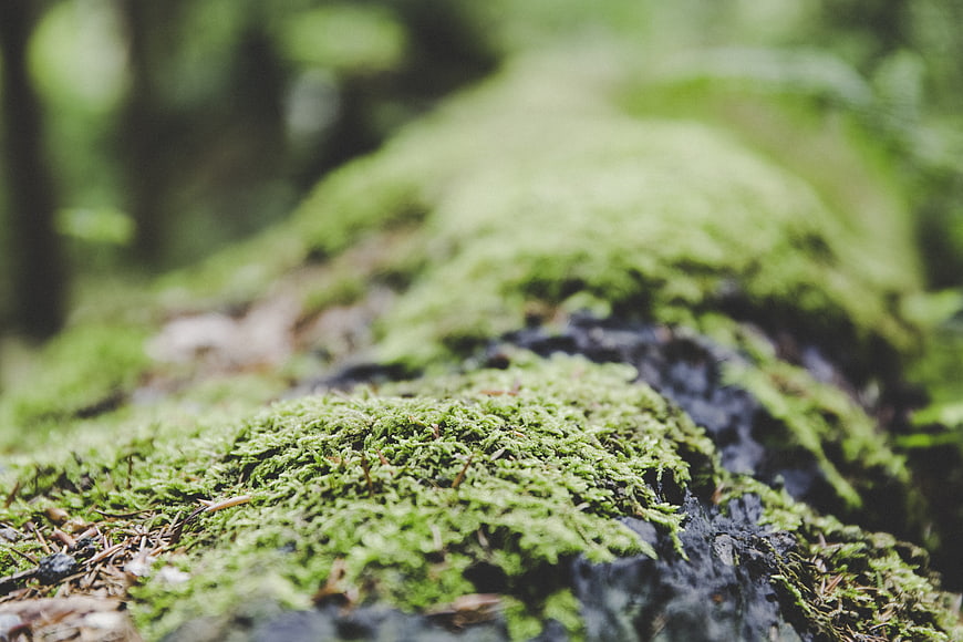 Close-up of vibrant green moss on a forest log
