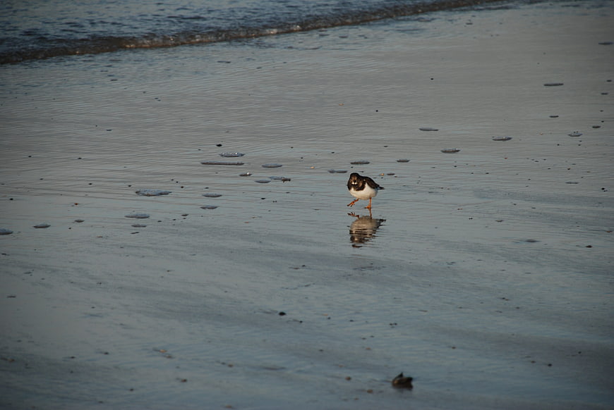 Lone Ruddy Turnstone Bird Walking on Wet Sandy Beach