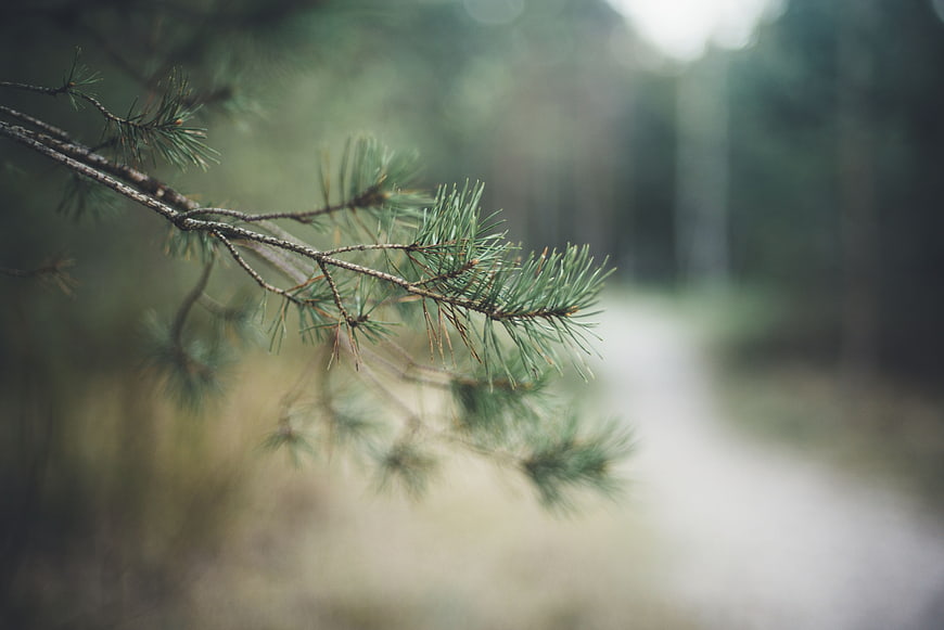 Close-up of pine branch with blurred forest path background