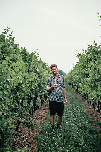 Man holding wine glass walking through vineyard rows