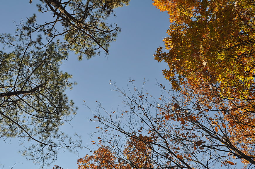 Autumn tree canopy looking up at blue sky