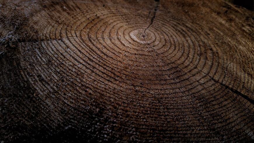 Close-up of tree stump cross-section with visible growth rings