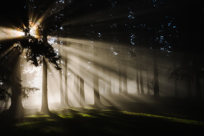 Sunbeams streaming through misty forest trees at dawn