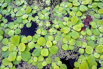 Aerial View of Green Water Lilies and Duckweed on a Pond
