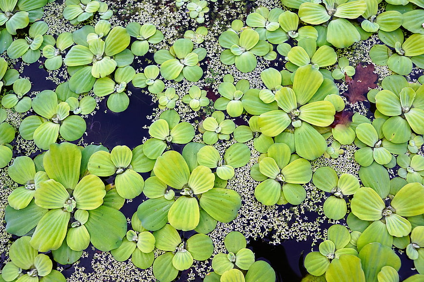 Aerial View of Green Water Lilies and Duckweed on a Pond