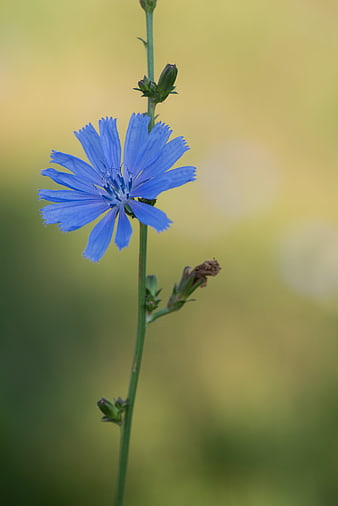 Blue Chicory Flower Close-Up With Soft Green Background