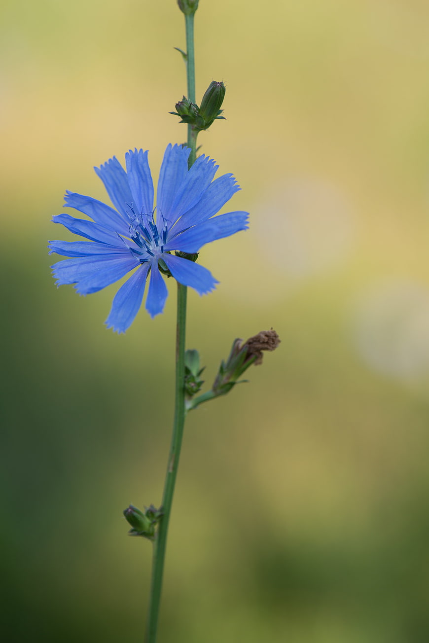 Blue Chicory Flower Close-Up With Soft Green Background
