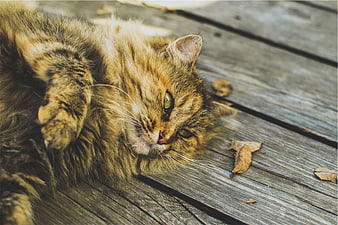 Fluffy tabby cat lying on wooden deck with autumn leaves