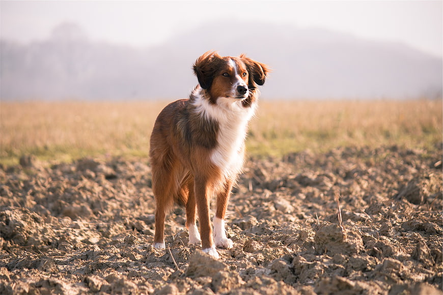 Brown and white dog standing in a plowed field