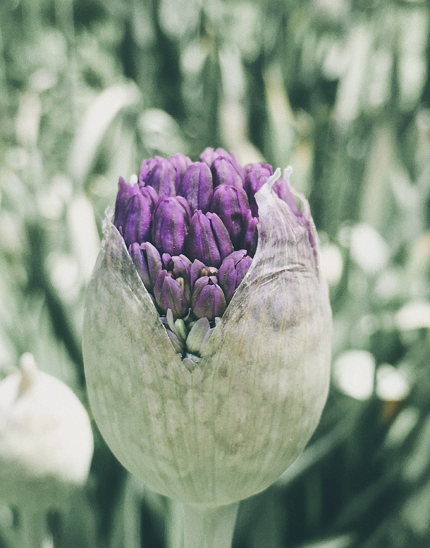 Close-up of a purple tulip bud opening in a garden