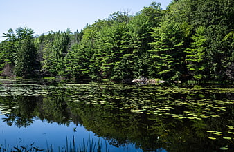Serene lake with lily pads reflecting lush green forest