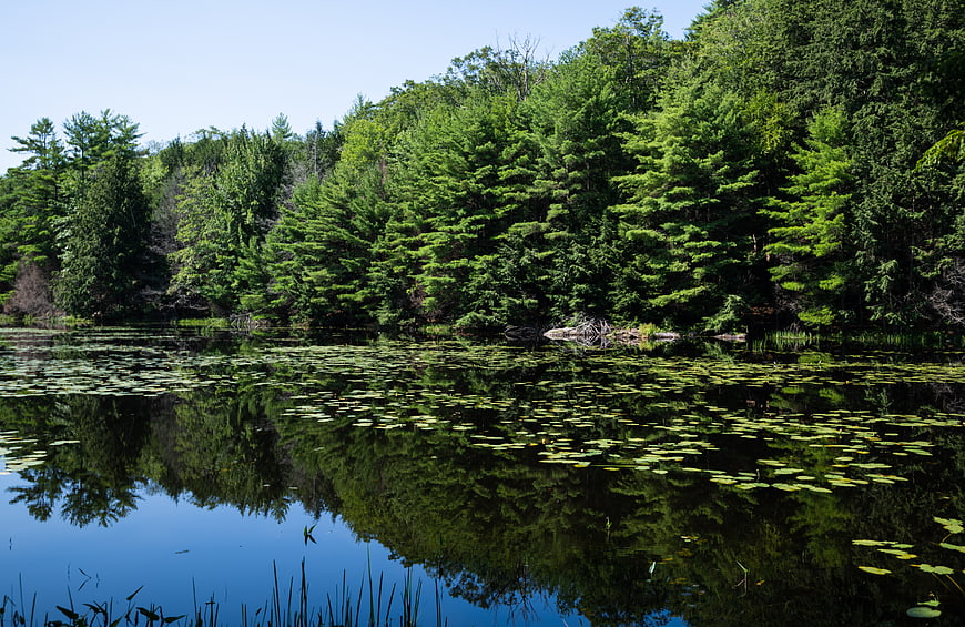 Serene lake with lily pads reflecting lush green forest