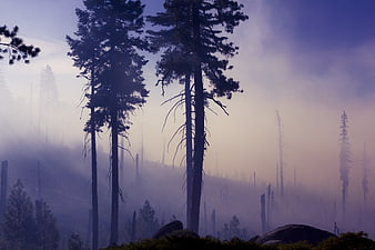 Misty forest landscape with tall tree silhouettes and atmospheric haze