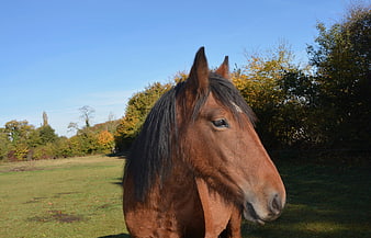 Brown Horse Portrait in Autumn Pasture