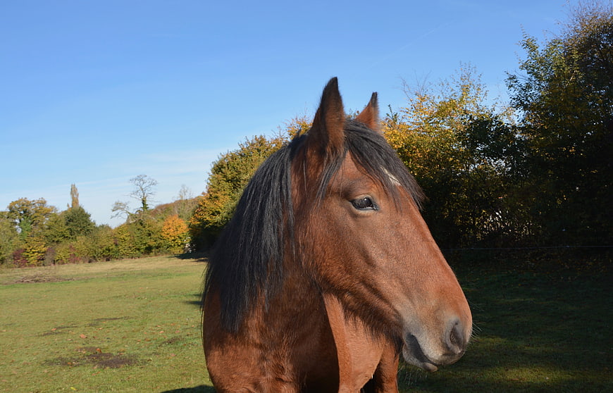 Brown Horse Portrait in Autumn Pasture