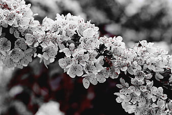Selective Color Cherry Blossoms on Branch