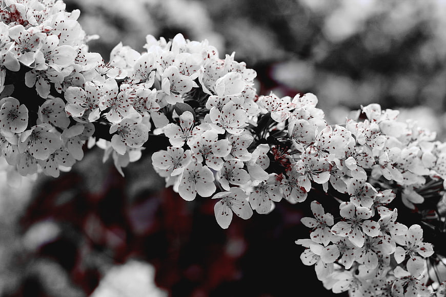 Selective Color Cherry Blossoms on Branch