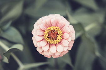 Close-up of Pink Zinnia Flower with Yellow Center