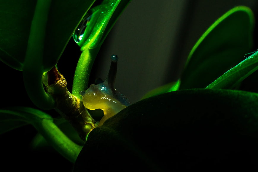 Close-up of a translucent snail on a green leaf