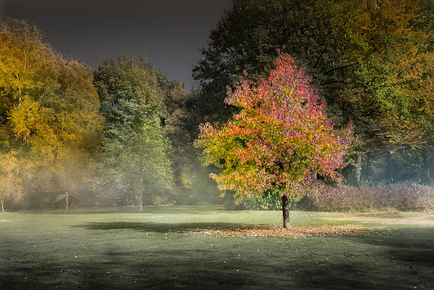 Colorful autumn tree in misty forest landscape