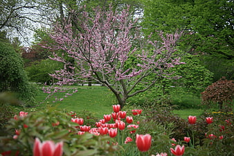 Pink flowering tree and red tulips in a spring garden