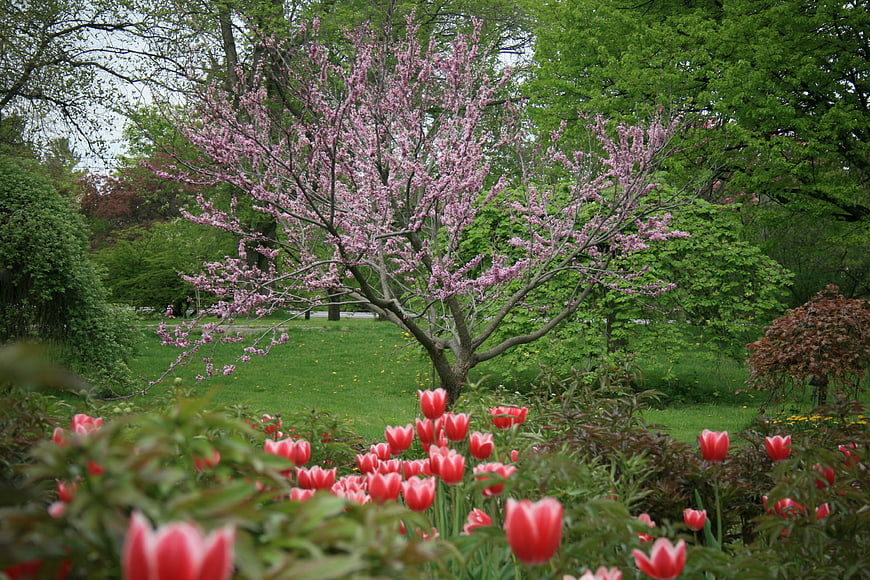 Pink flowering tree and red tulips in a spring garden