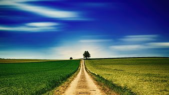 Rural dirt path leading to a solitary tree in green fields
