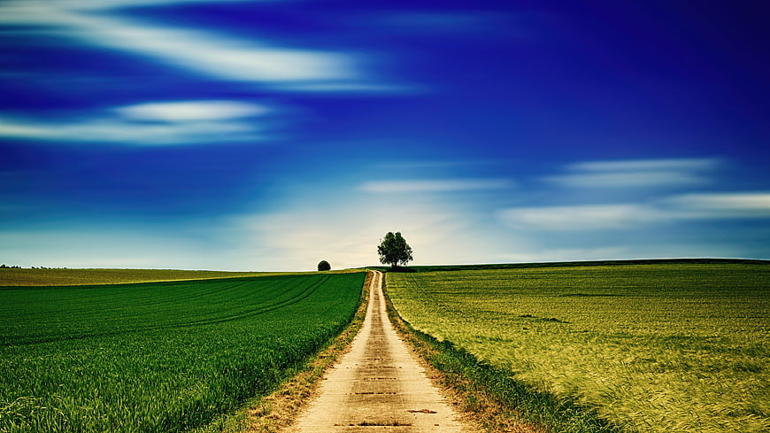 Rural dirt path leading to a solitary tree in green fields