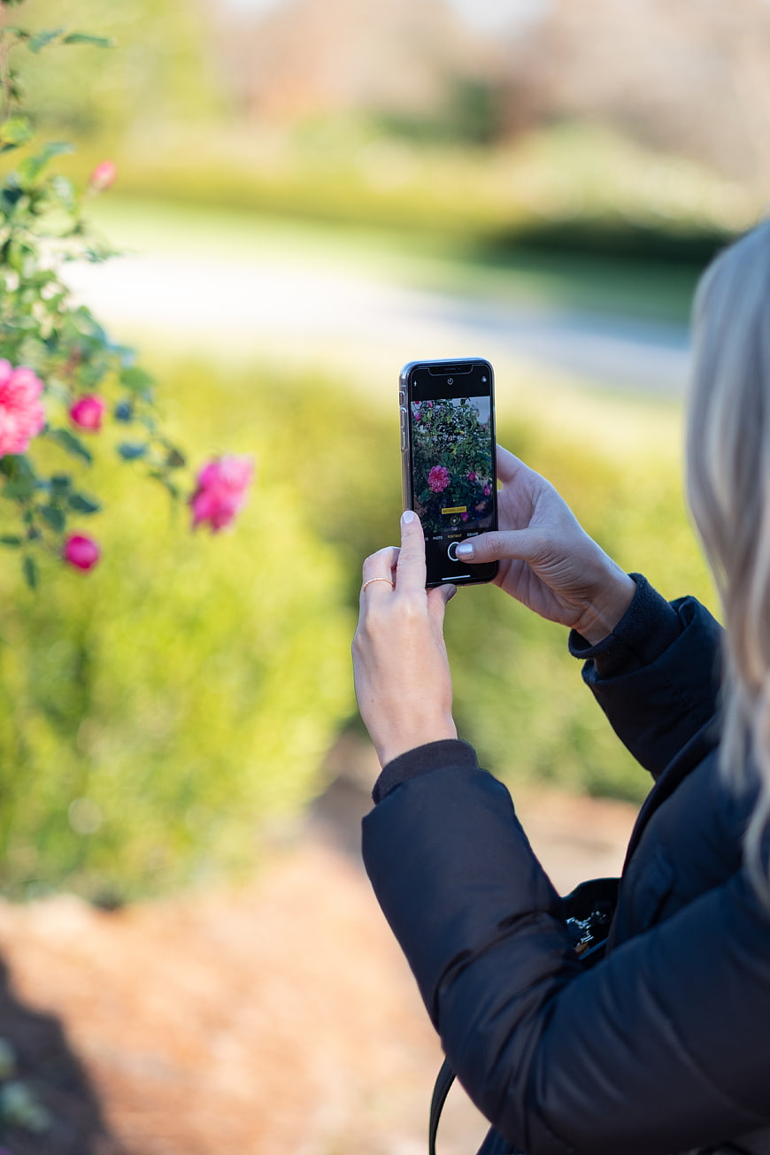 Woman Taking Photo of Pink Roses with Smartphone
