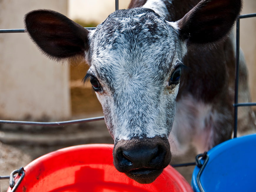 Close-up of a curious calf looking over a red bucket