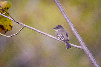 Eastern Phoebe Bird Perched on Branch in Nature