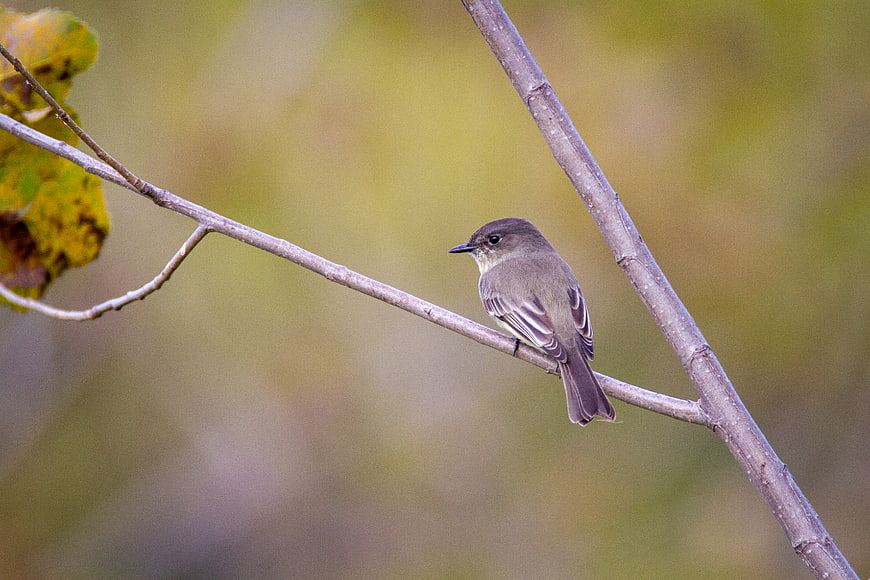 Eastern Phoebe Bird Perched on Branch in Nature