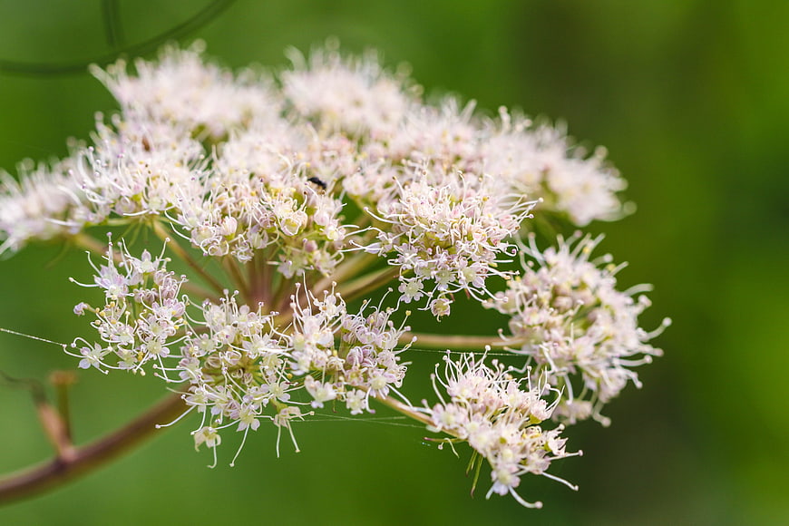 Close-up of delicate white wildflower cluster on green background