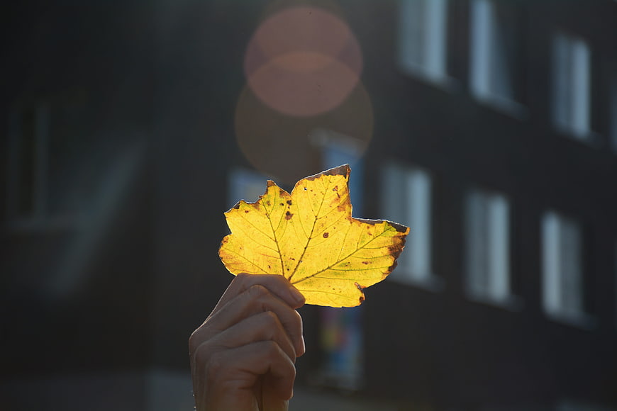 Hand holding yellow autumn leaf against blurred city background