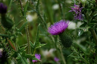 Close-up of purple thistle flower in green field