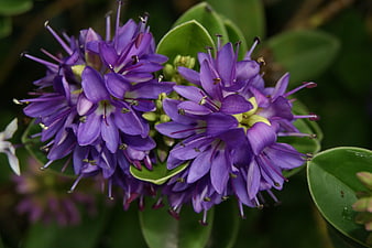 Close-up of vibrant purple flowers with green leaves