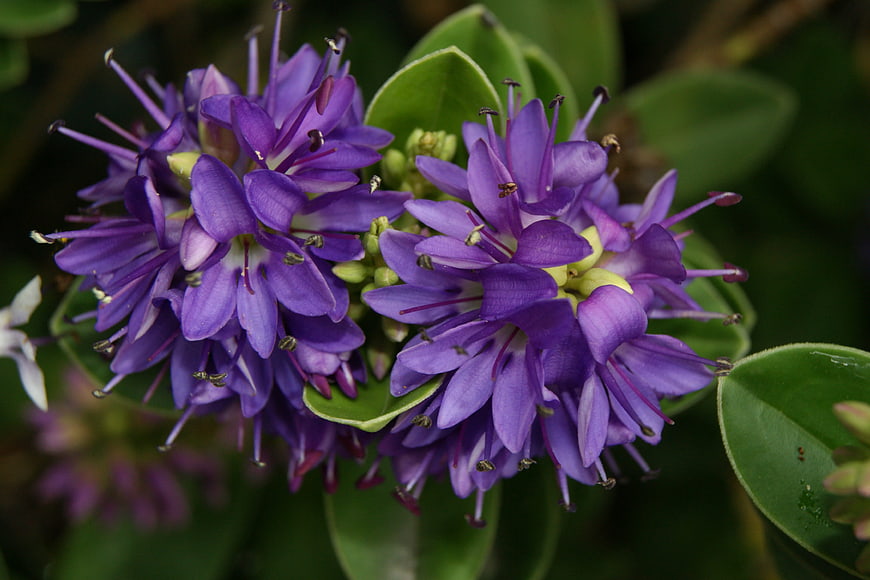 Close-up of vibrant purple flowers with green leaves