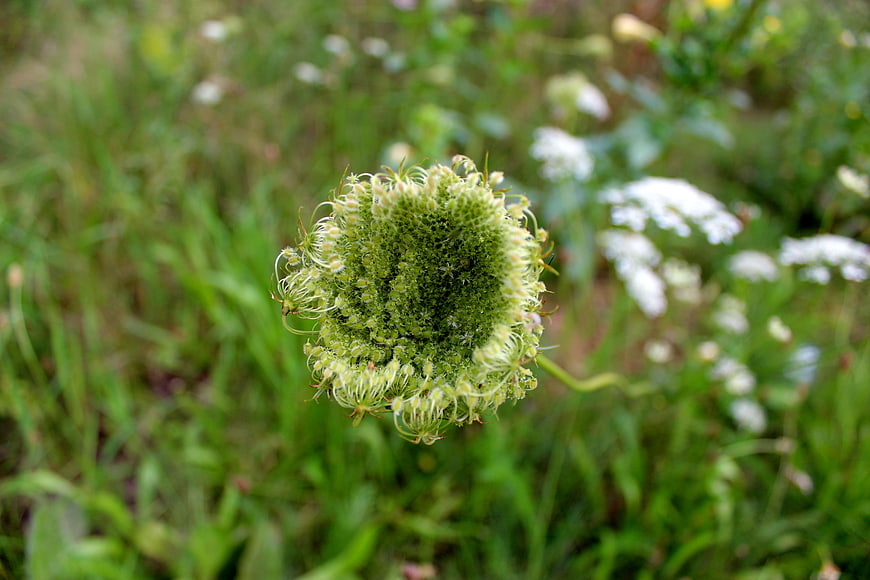 Close-up of green yarrow flower bud in natural meadow