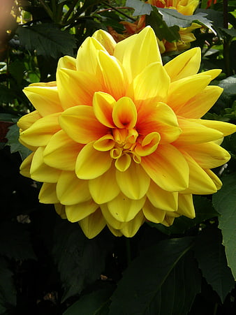 Vibrant Yellow Dahlia Flower Close-Up in Garden