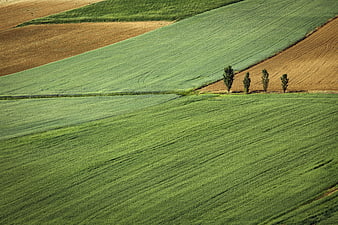 Rolling Green Fields and Brown Farmland with Trees