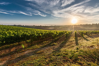 Sunrise over lush green vineyard rows with morning mist