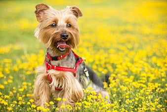 Happy Yorkshire Terrier in Yellow Buttercup Field