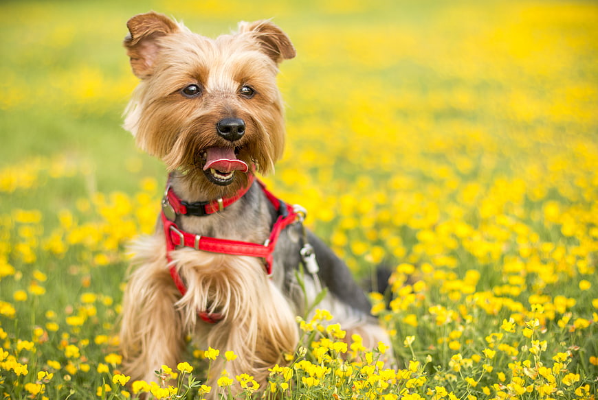 Happy Yorkshire Terrier in Yellow Buttercup Field