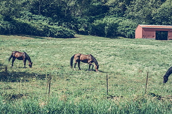 Brown horses grazing in a green pasture with red barn