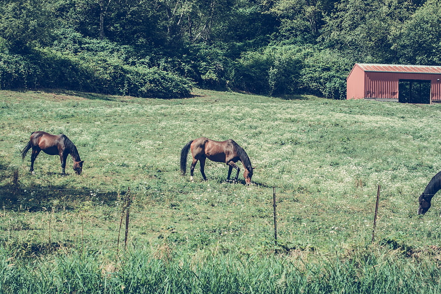 Brown horses grazing in a green pasture with red barn