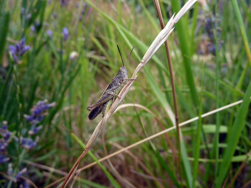 Close-up of a grasshopper on a dry stalk in a meadow
