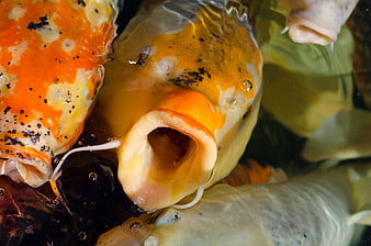 Close-up of orange and white koi carp mouths in pond