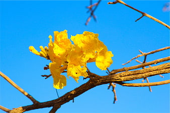 Vibrant yellow trumpet tree blossoms against blue sky